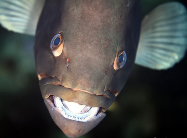 Animales de las profundidades.JPG